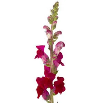 Red Cut Flowers